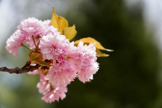 Japanese Flowering Cherry / Prunus Serrulata "Kanzan"