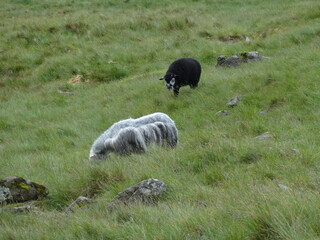 Sheep Grazing on Scaffell Pike