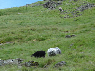Sheep Grazing on Scaffell Pike