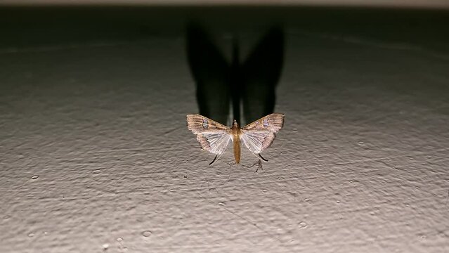Macro view of Maruca pod borer, legume pod borer perched on the wall during night