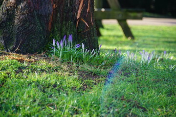 Spring is coming to UK, crocus growing in February 2024, Abbey Gardens Bury St Edmunds