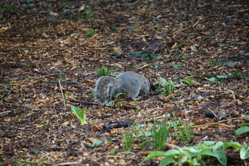 Grey Squirrel searching in the park, UK, Suffok