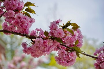 Japanese Flowering Cherry / Prunus Serrulata 
