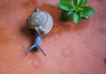 Snails walk on red-brown terracotta soil. Stevia shoots are placed next.

