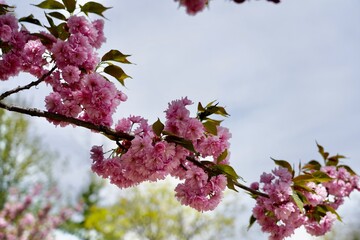 Japanese Flowering Cherry / Prunus Serrulata 