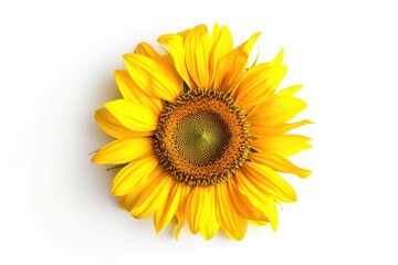 Beautiful yellow sunflower flower with yellow letter isolated on white background