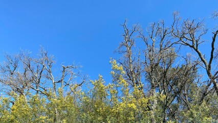 Mimosa branches and trees against the blue sky