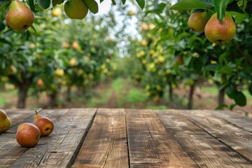 Empty rustic old wooden boards table copy space with pear trees orchard in background. Some ripe fruits on desk - obrazy, fototapety, plakaty