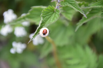 Ladybug on Plant
