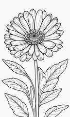 Calendula flower isolated coloring page line art for kids
