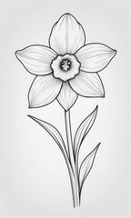 Daffodil flower isolated coloring page line art for kids 