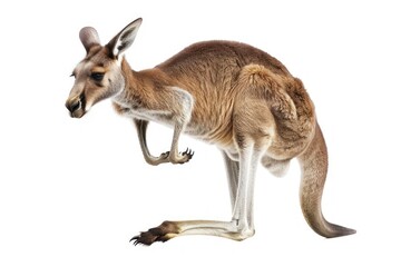 Jump funny Kangaroo isolated on a white background