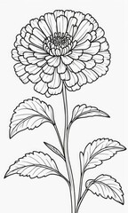 Marigold flower isolated coloring page line art for kids 