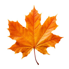 Fototapeta premium Orange maple leaf isolated on transparent background, PNG available