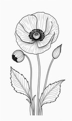 Fototapeta premium Poppy flower isolated coloring page line art for kids 
