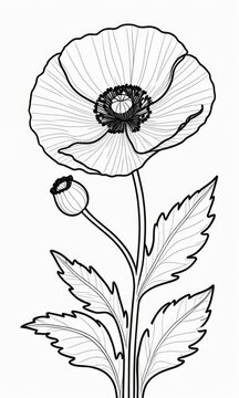 Poppy flower isolated coloring page line art for kids 