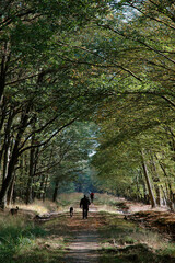 sentiers de randonn&eacute;e, Bois le Roi, r&eacute;gion Ile de France; Foret du Massif de Fontainebleau; 77, Seine et Marne, France
