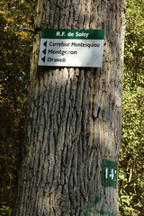 allée en forêt; region Ile de France; forêt de Sénart; 91, Essonne, France