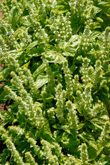Ocymum basilicum 'à feuille de laitue' , Basilic