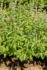 Ocymum basilicum 'Citron' , Basilic