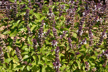 Ocymum basilicum 'Cannnelle' , Basilic