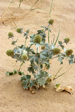 Panicaut maritime, chardon des dunes, chardon bleu, eryngium maritimum