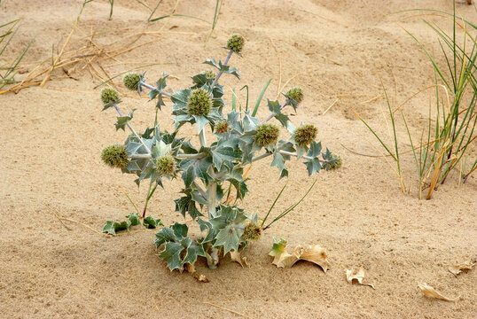 Panicaut maritime, chardon des dunes, chardon bleu, eryngium maritimum
