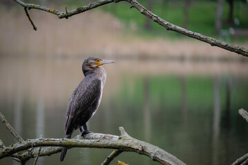 a cormorant sits on a branch by a pond