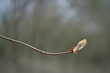 a chestnut bud in spring