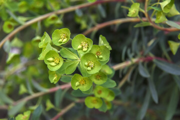 ユーフォルビア：ギャラクシーグロー