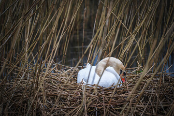 A swan sits in its nest