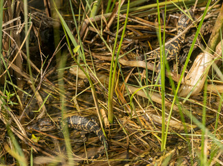 Two Baby Alligators Hide In The Tall Grasses
