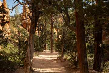 Tunnel Of Trees Line The Trail At The Bottom Of Bryce Canyon