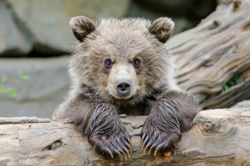 A grumpy grizzly cub with a scowling expression and big, fluffy paws - obrazy, fototapety, plakaty