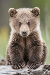 Naklejka na ściany i meble A grumpy grizzly cub with a scowling expression and big, fluffy paws