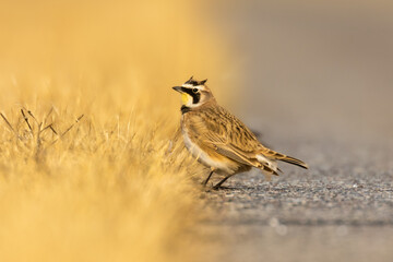 Horned Lark (Eremophila alpestris) on the edge of golden warm grass. Male grassland songbird that favors near barren fields and airports for habitat and food. Tiny feathers form horns on its head