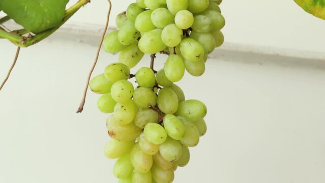 Grapes bunch hanging on branches close up with money plant branches Home terrace gardening terrace