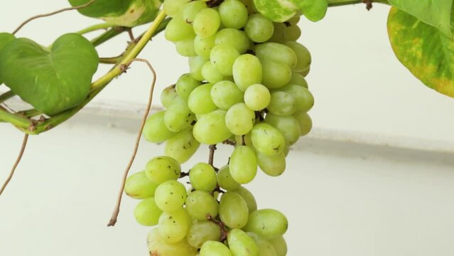 Grapes bunch hanging on branches close up with money plant branches Home terrace gardening terrace