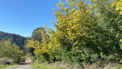 Blooming mimosa trees
