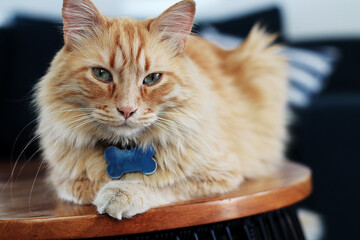 Gato amarillo sentando con fondo en la sala 