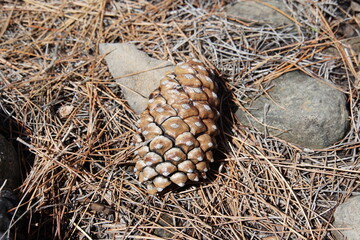 Pinus Canariensis, Gran Canarian Pine, Gran Canaria, March 2024