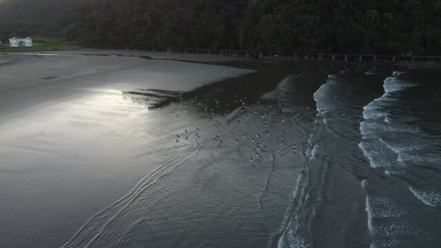 AMANHECER - GAIVOTAS VOANDO - CANTO FORTE