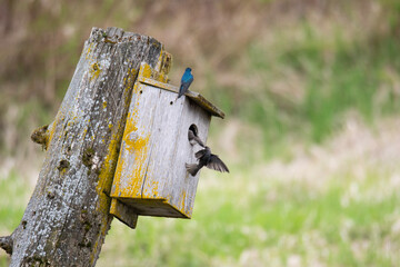 Small Birds at Birdhouse