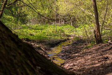 Small stream in spring forest. Atmosphere of springtime, first greenery