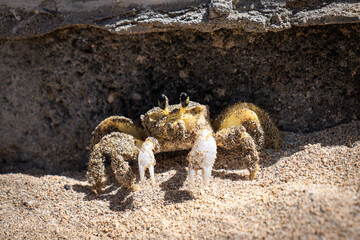 Crabe jaune de Martinique - Gros plan