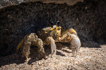 Crabe jaune de Martinique - Gros plan