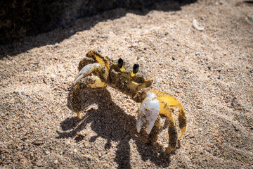 Crabe jaune de Martinique - Gros plan