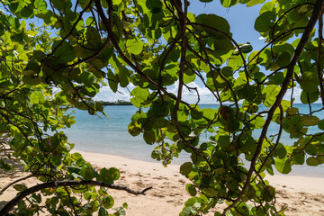Paysage Tropical en Martinique - Plages des Salines