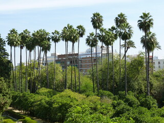 Fototapeta premium Alignement de palmiers