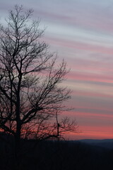 Silhouette of a leafless tree against a sunset sky